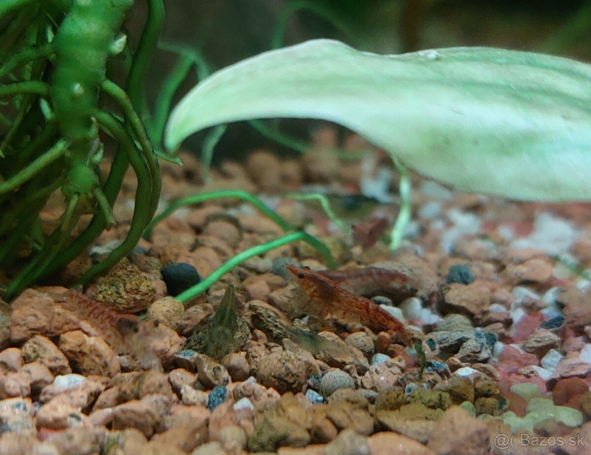 Predam krevety 0,3€ / kus - 3