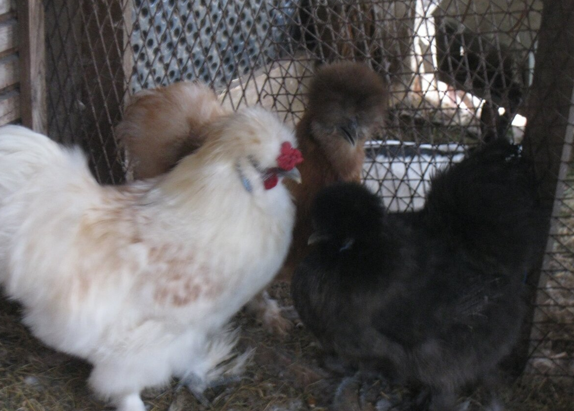 Predám mladé zdrobnelé hodvábničky - 3