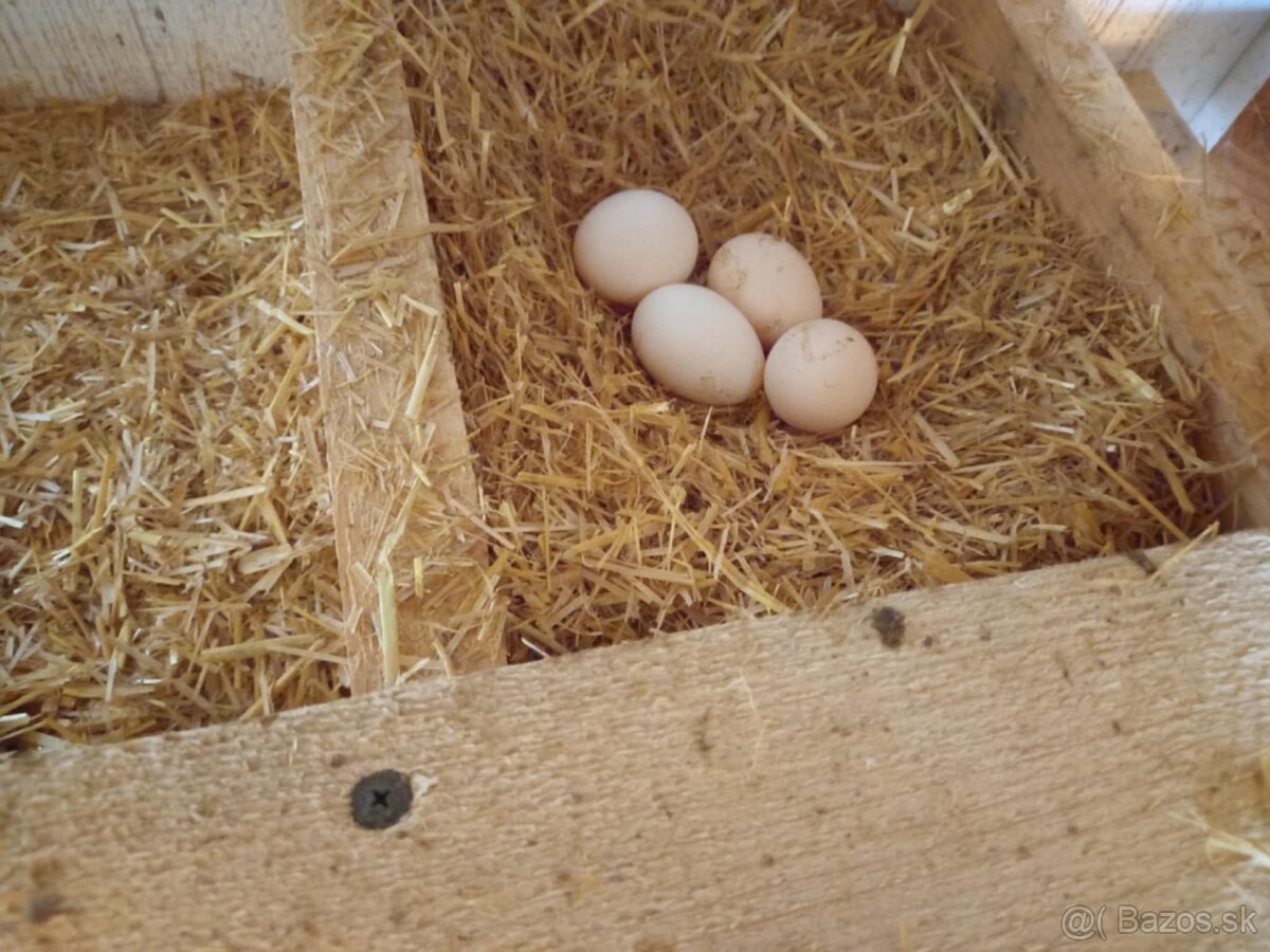 Domáce vajcia - 3