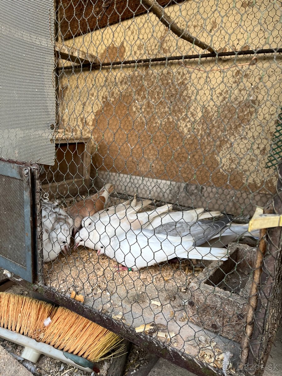 Predám hrdličky - 3