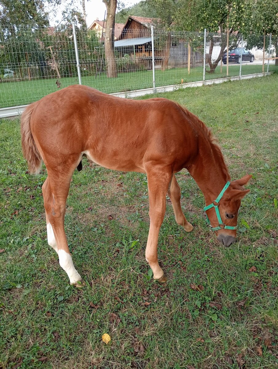 1-ročný žrebček APH - 3