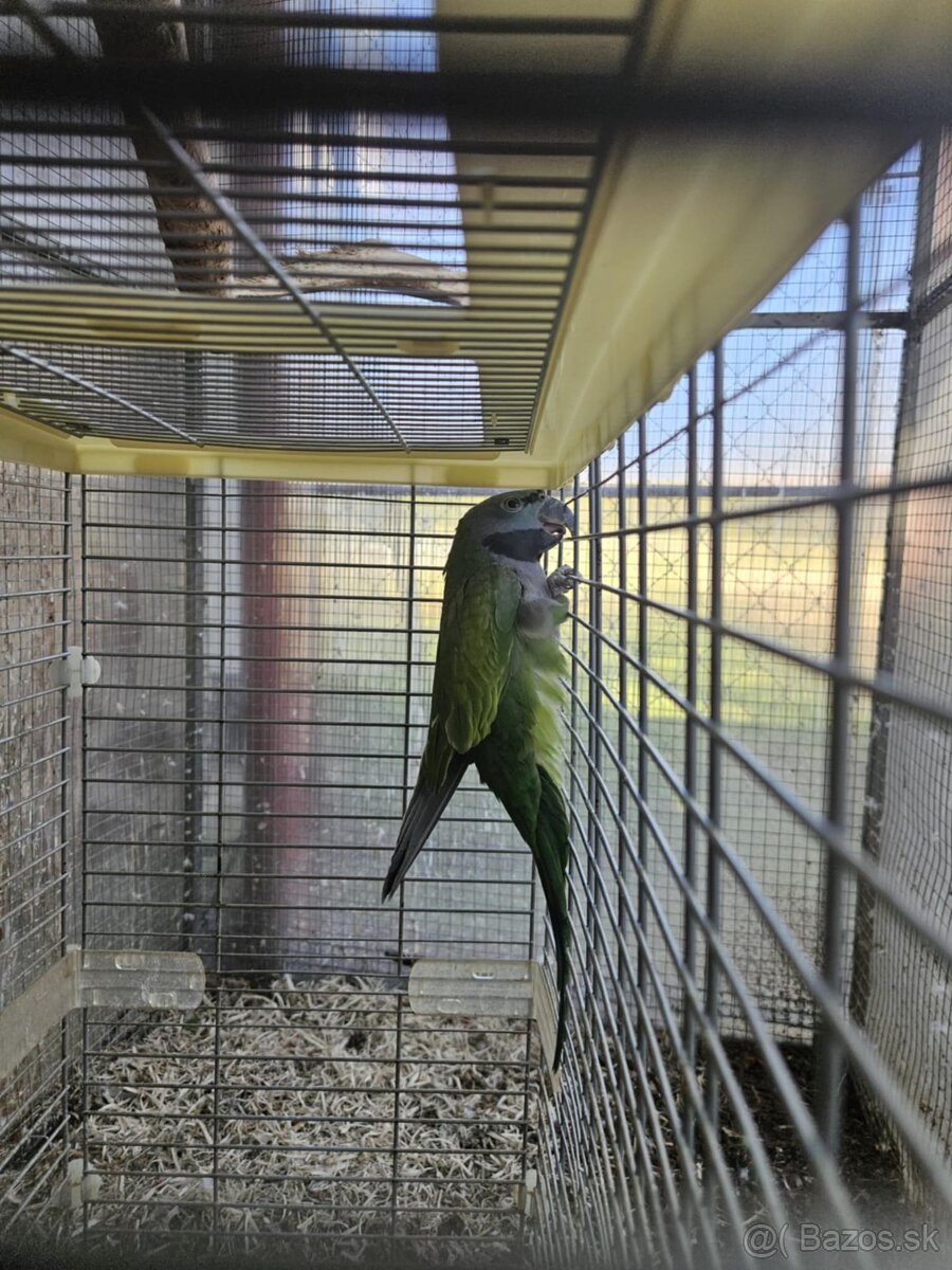 Alexander čínsky - 3