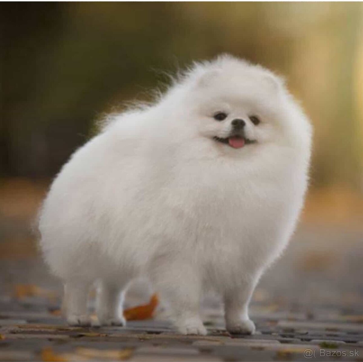 Pomeranian fenka - 3