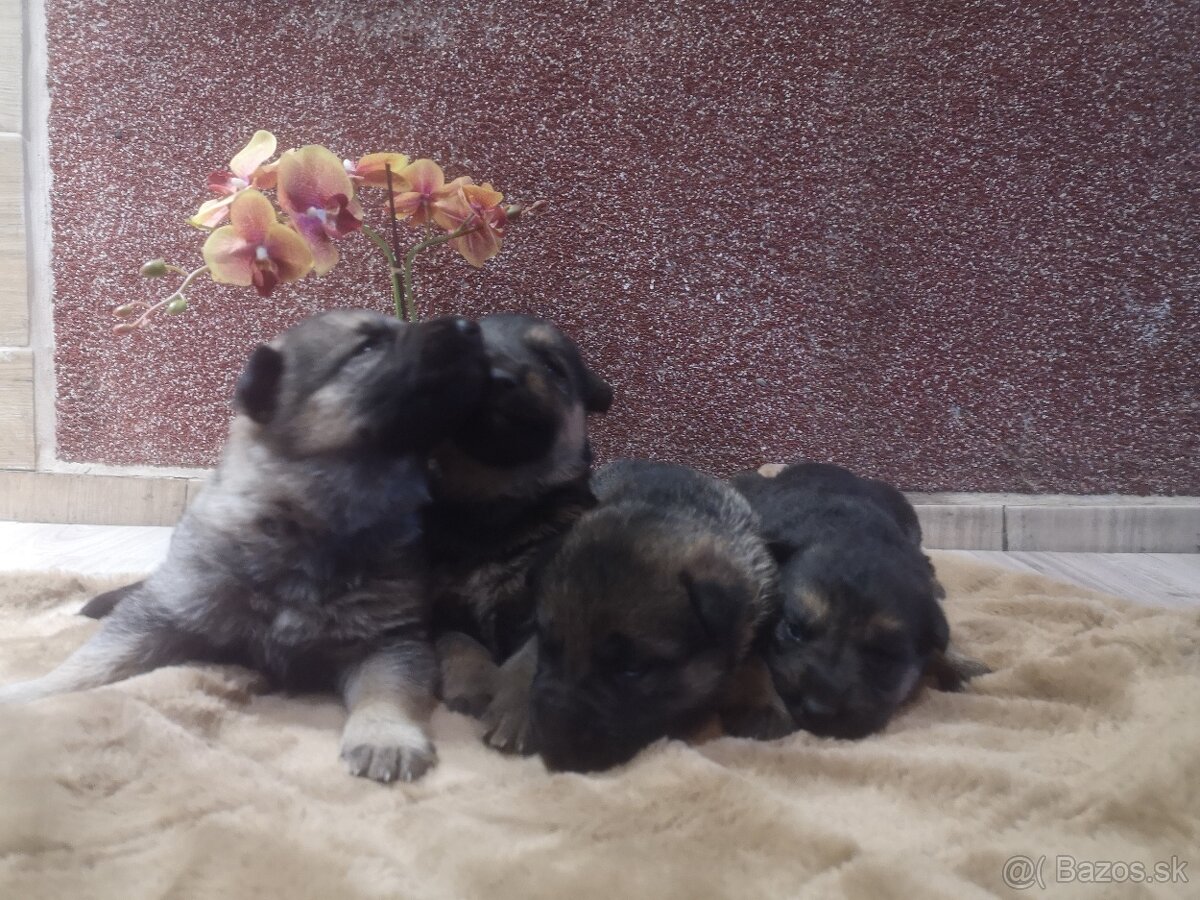 nemecky ovčiak šteniatka - 3