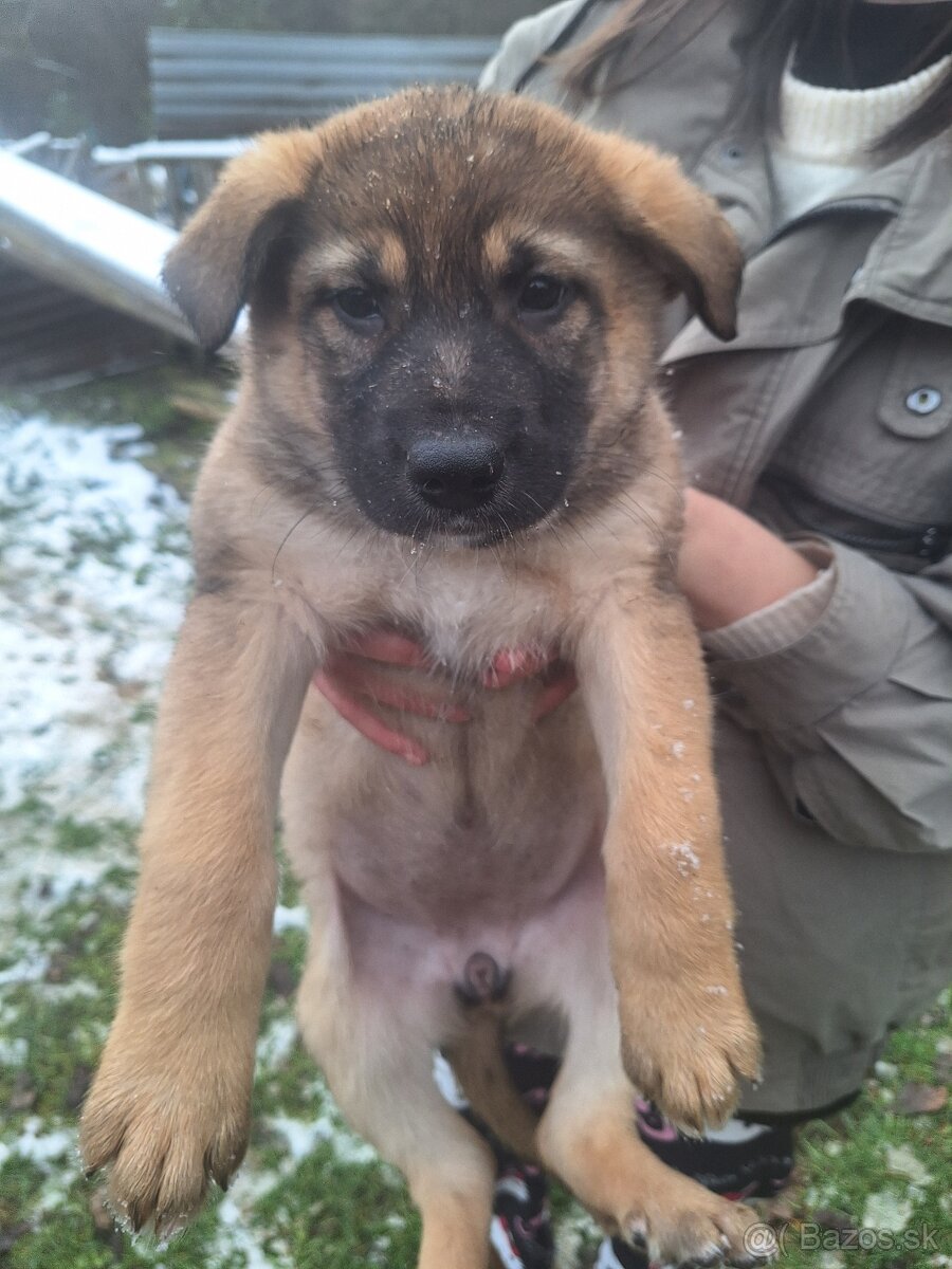 Ponúkam steniatka - 3