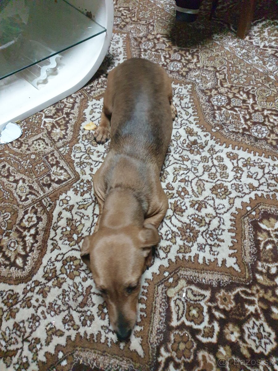 Predam jazvecik hlatko srsni trpazlik - 3