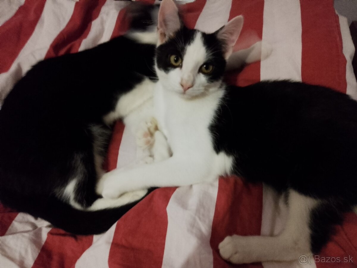 4 mesačné mačiatka - 3