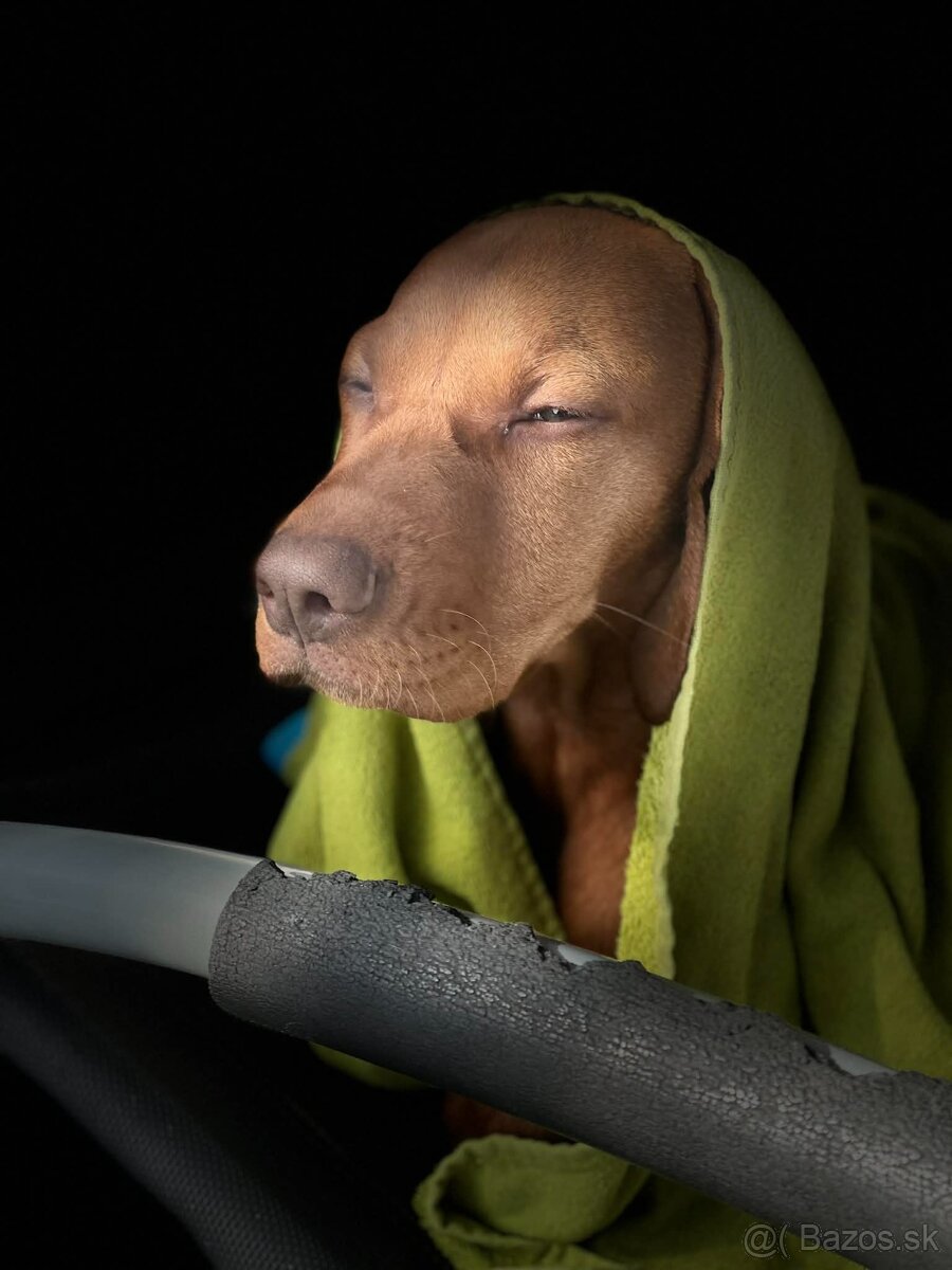 Maďarská vyžla - krytie - 3