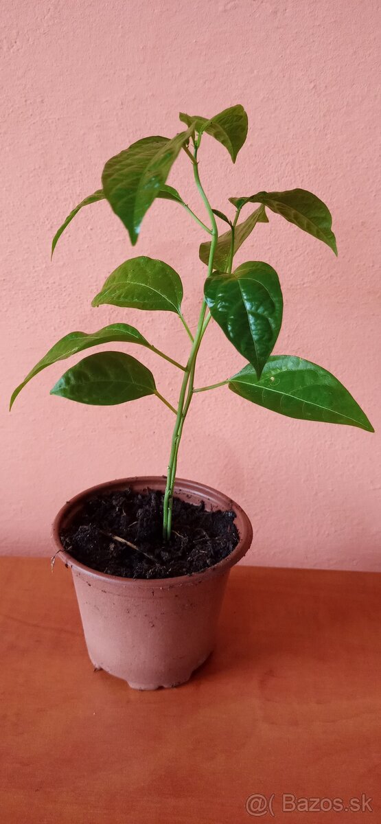 Maracuja Passiflora edulis (mučenka) - 3