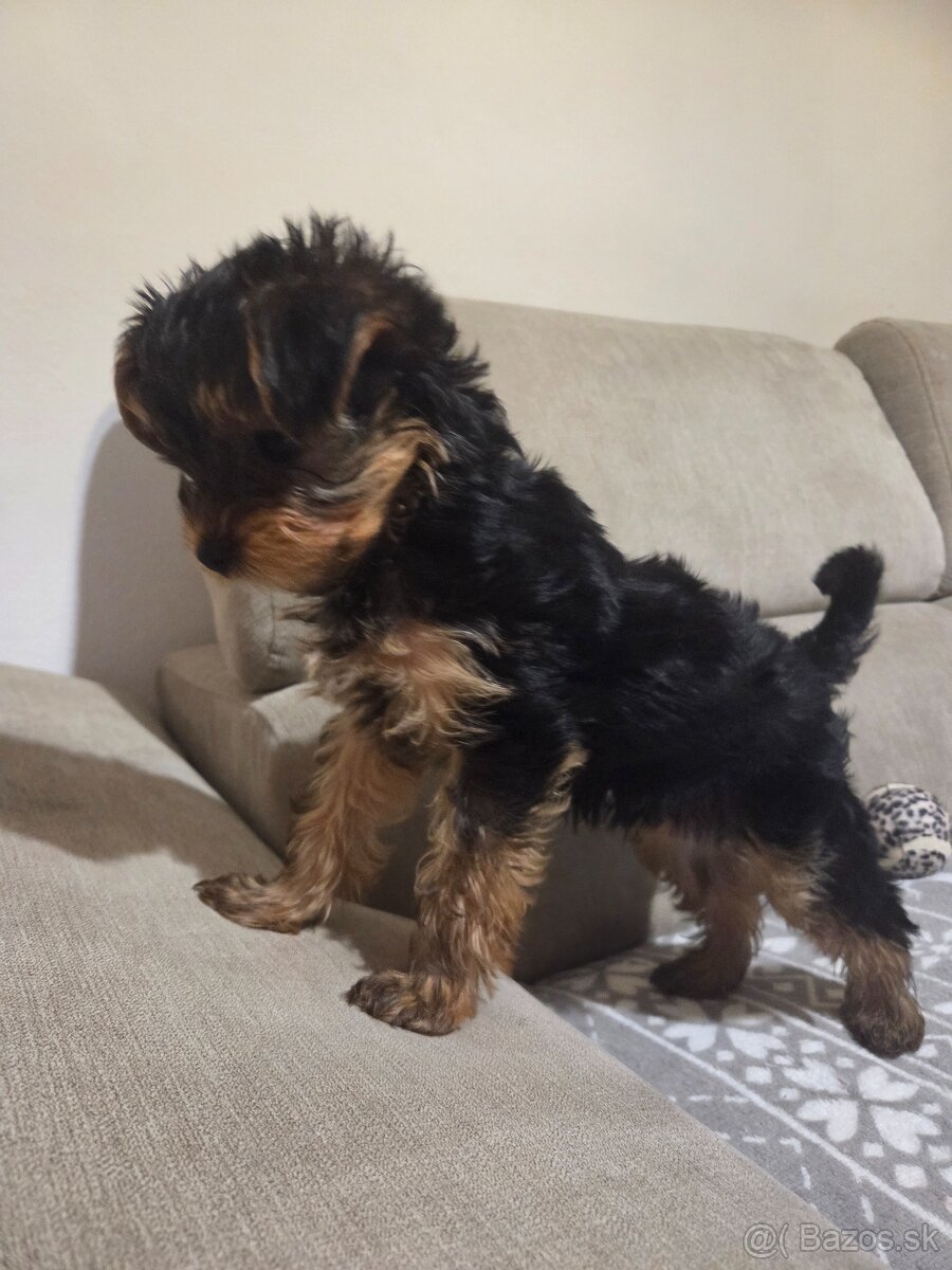 Predám psíka Yorkshirsky terier - 3