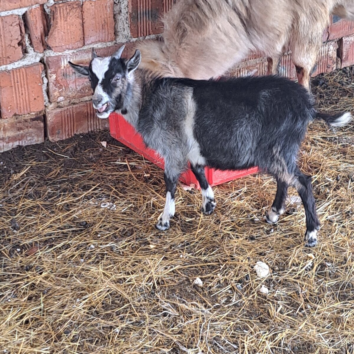 Mini koza - 3