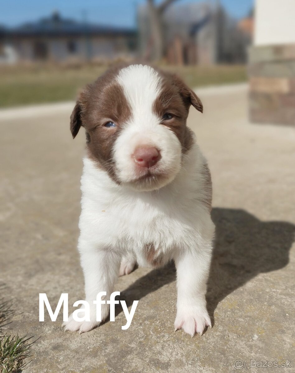 Border Kólia šteniatka - 3