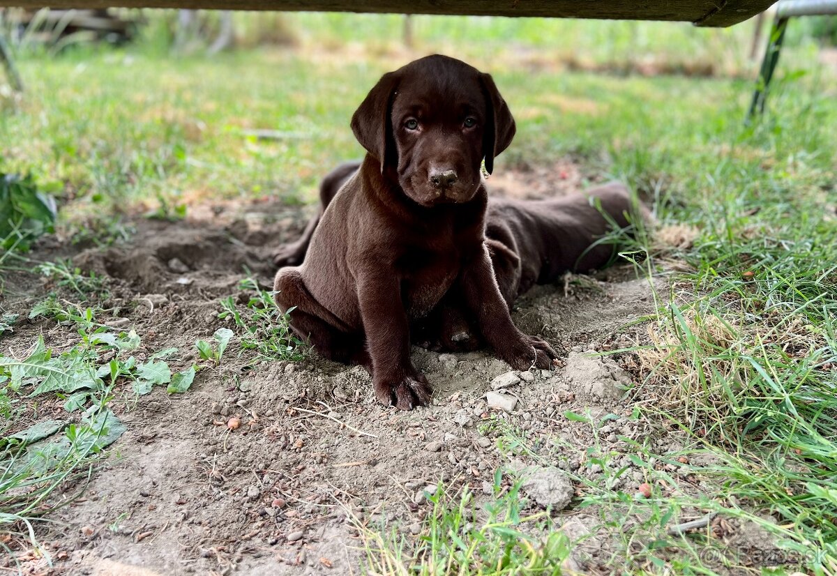 labrador šteniatka - 3