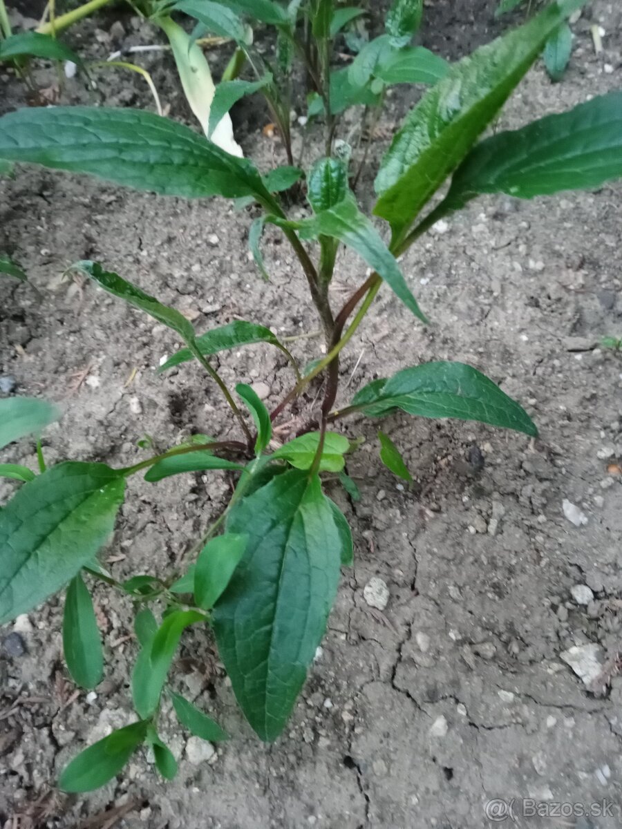 Echinacea hybridná - 3