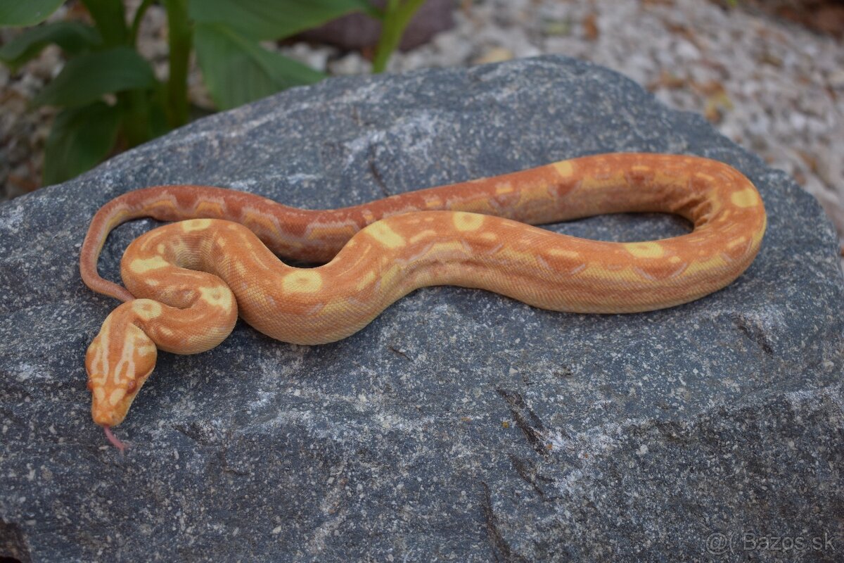 IMG Boa Constrictor - Velhad Kralovsky - 3