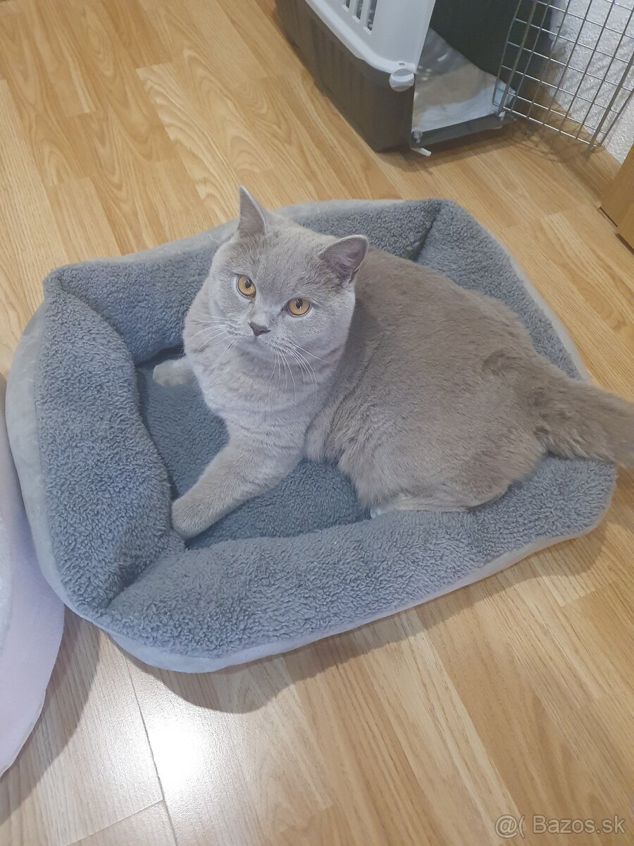 Kukana,pelech,skrabadlo. - 3