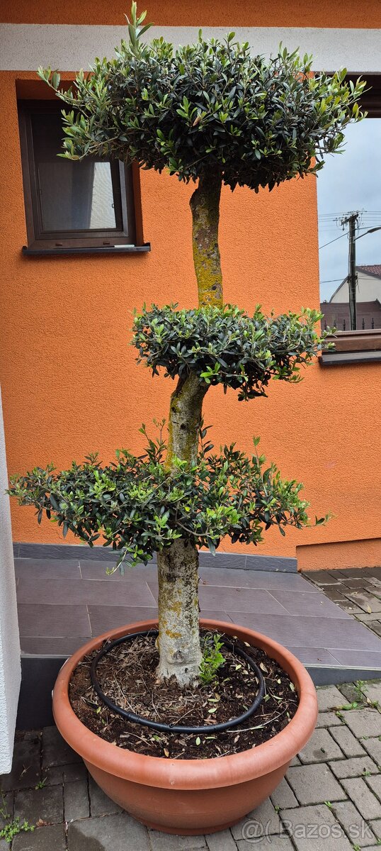 Predám olivovník bonsai - 3