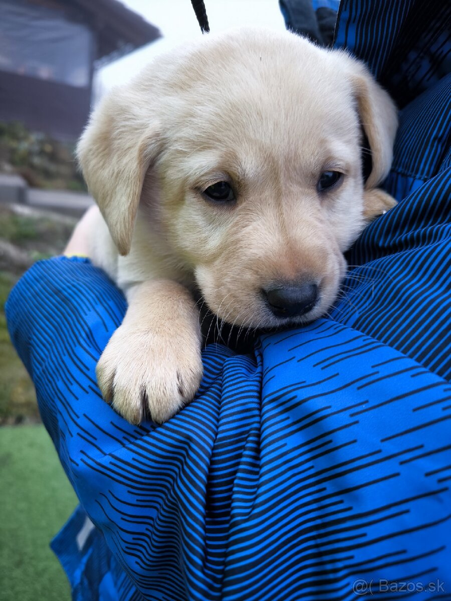 Labradorsky retriver - 3