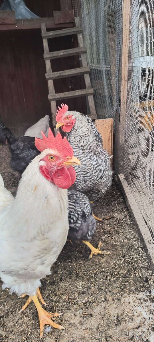 Predám kohútiky liahnute 07/2025 - 3