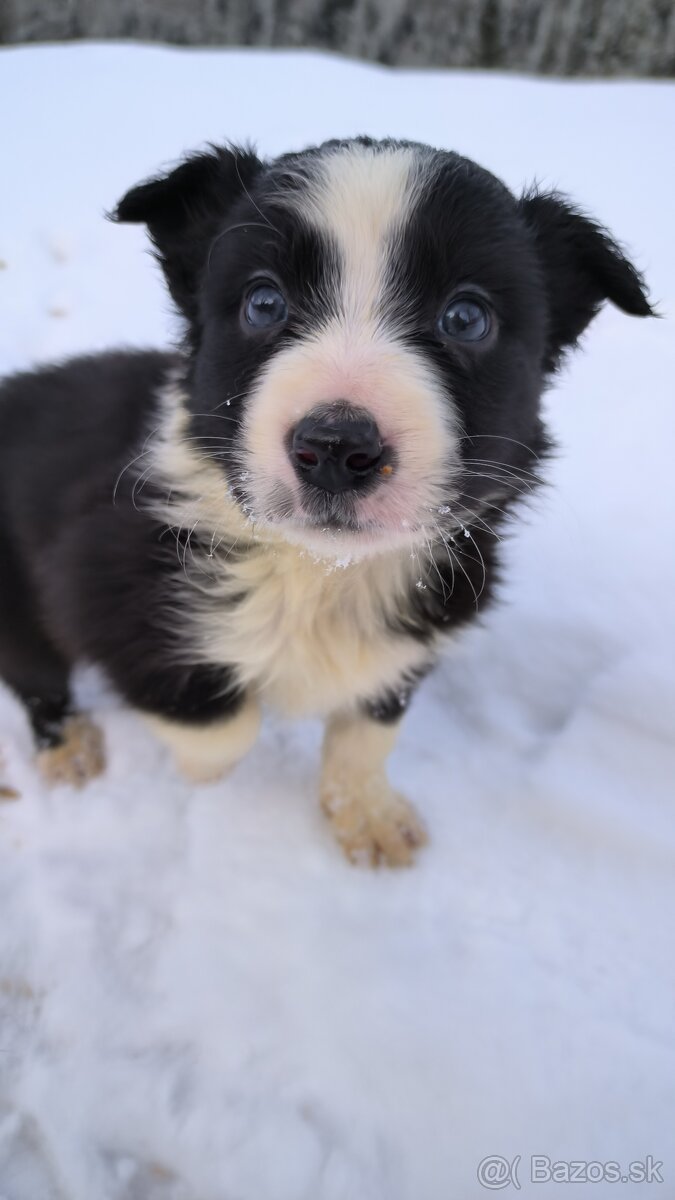 borderkolia - bicolor - tricolor - 3