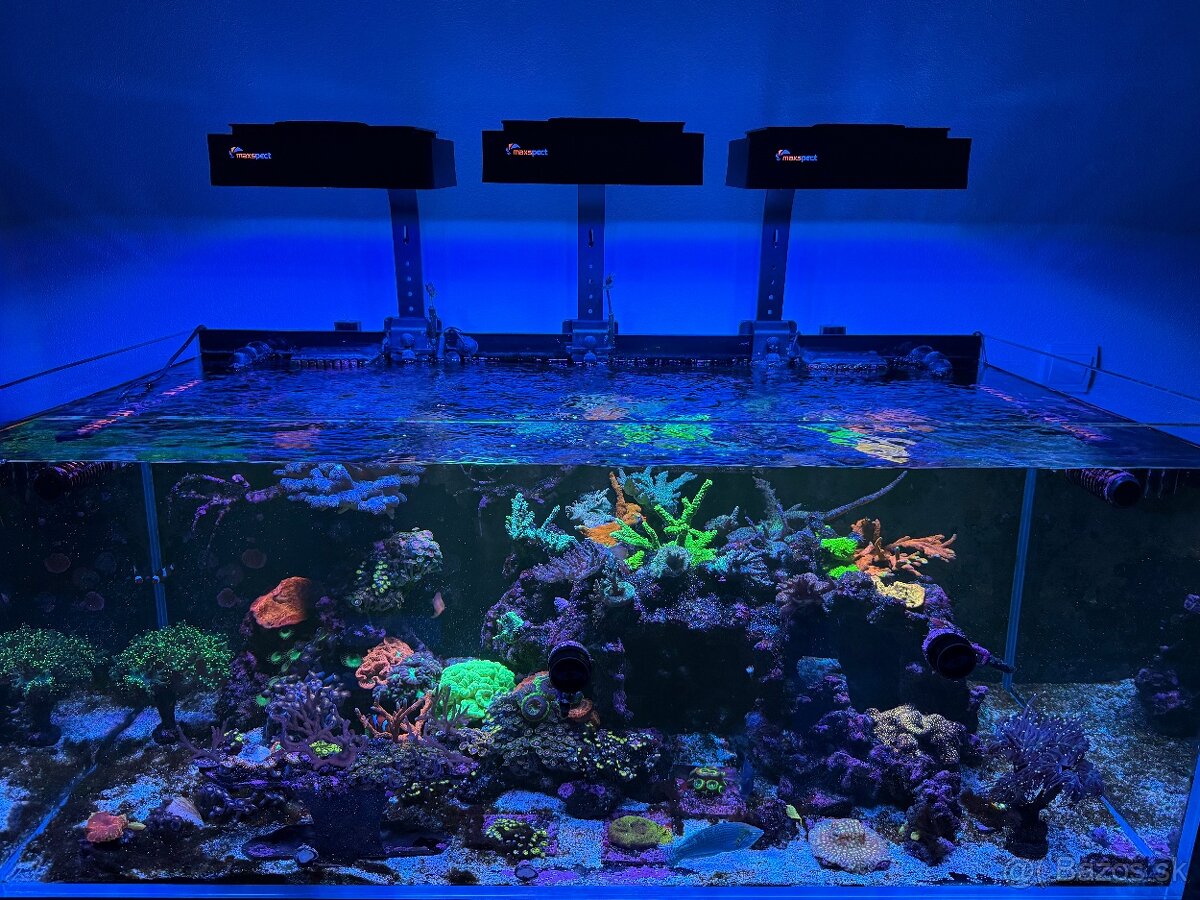 Morské akvárium Blau Set Gran Cubic Super Reef 122 - 3