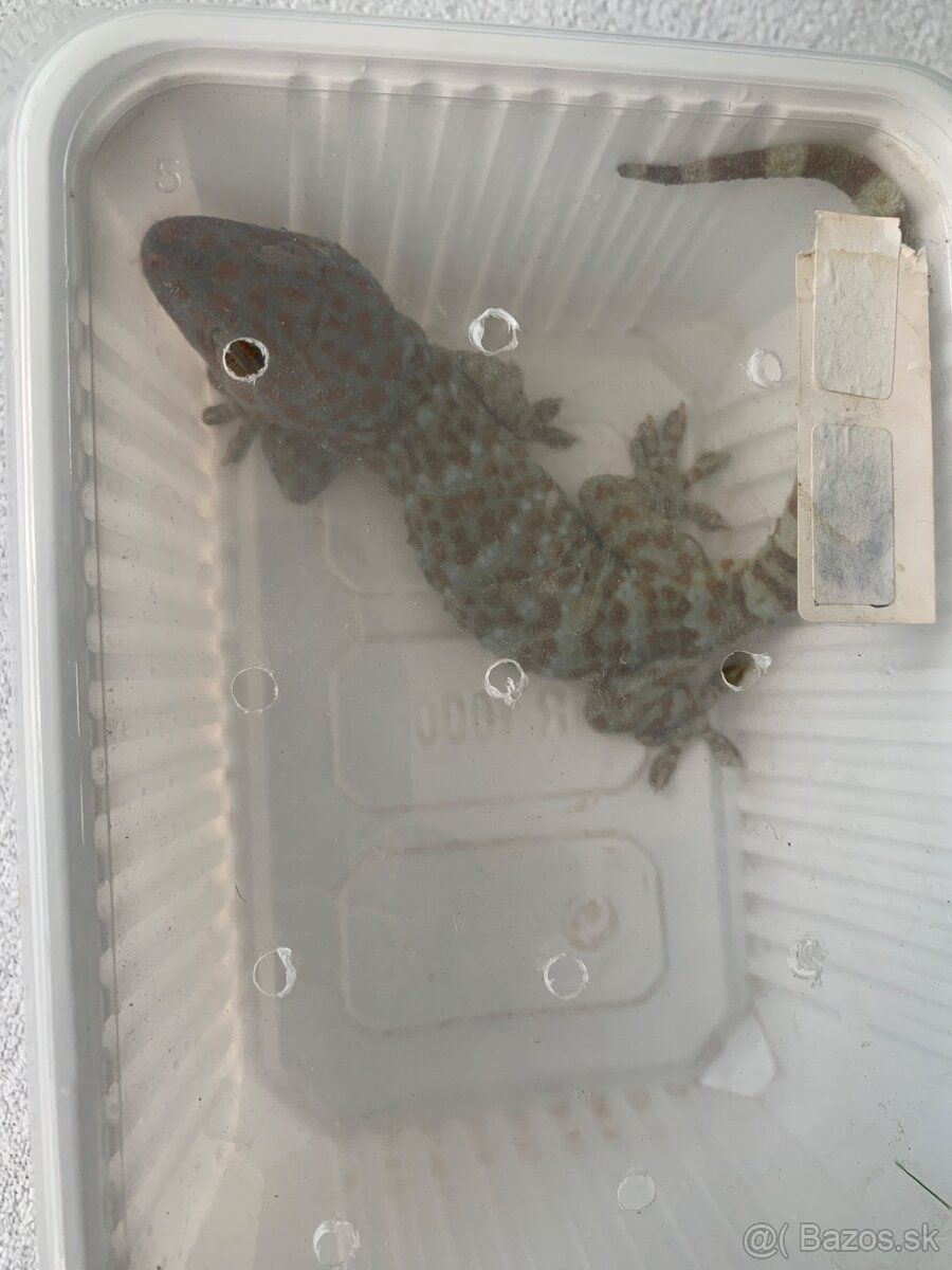 Tokay gekón - 3