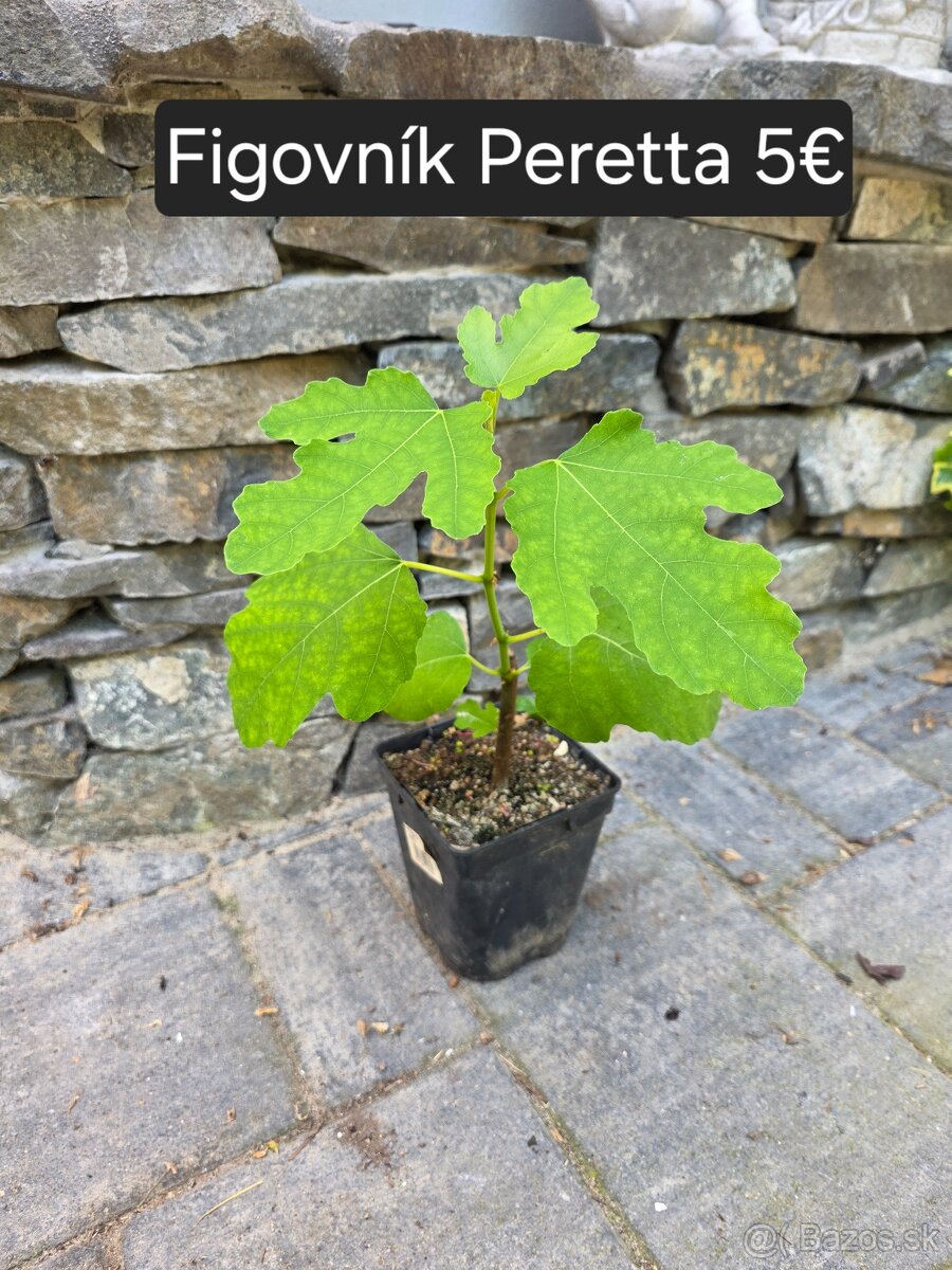 Figovnik - 3