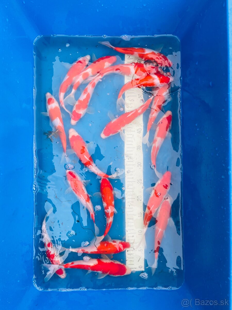 Koi kapor - 3