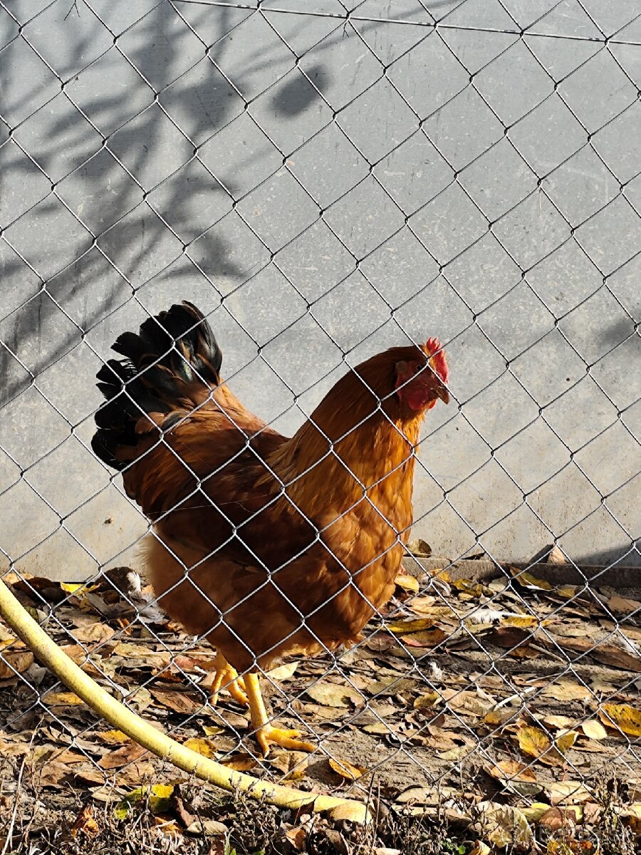 Kohúty Hempšir - 3