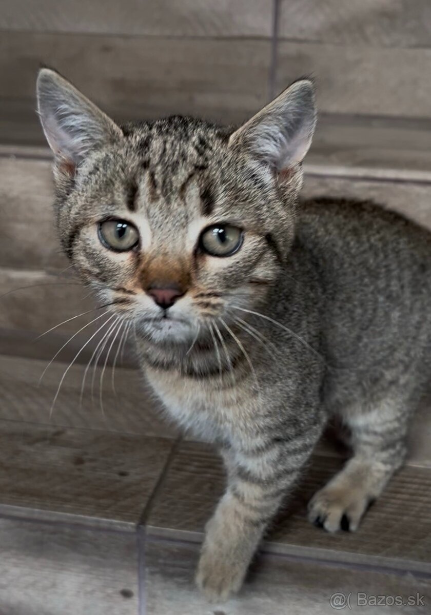 Darujem mačiatko - 3