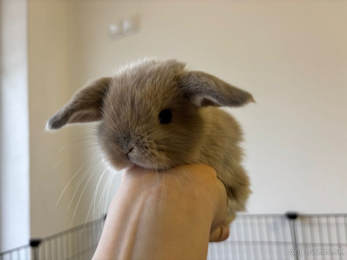 Ponúkame na predaj minilop zajačikov, králičkov, zajacov - 3