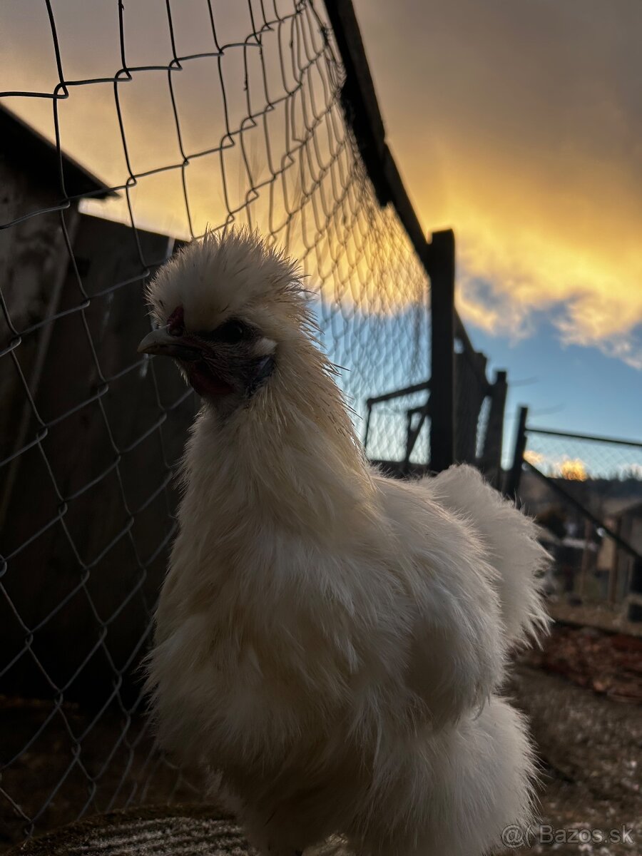 Hodvabničky (kohút) - Silkie - 3
