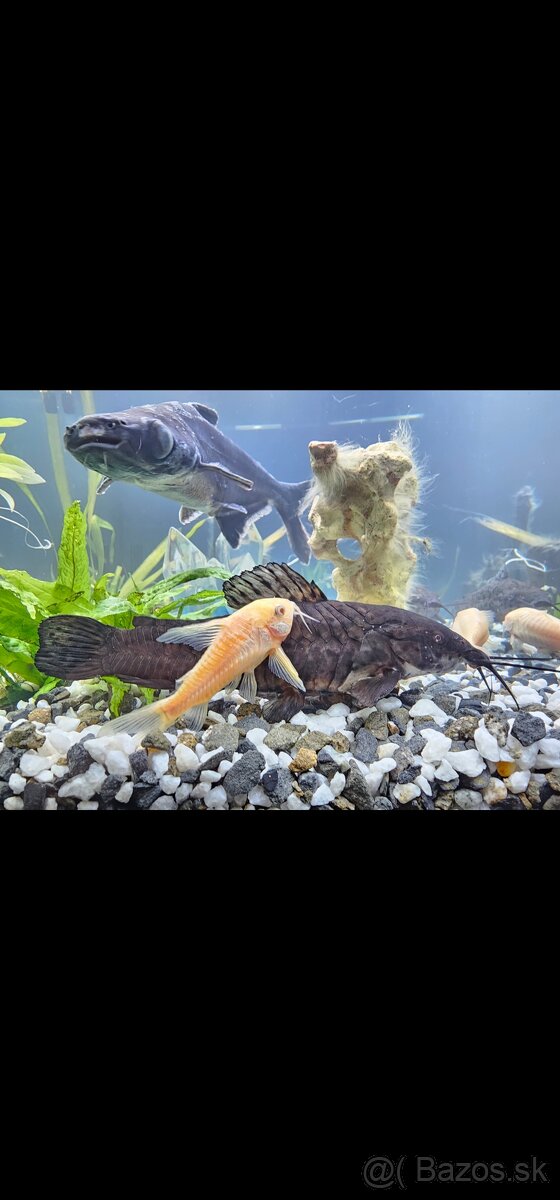 Akvarium JUWEL 180 - 3