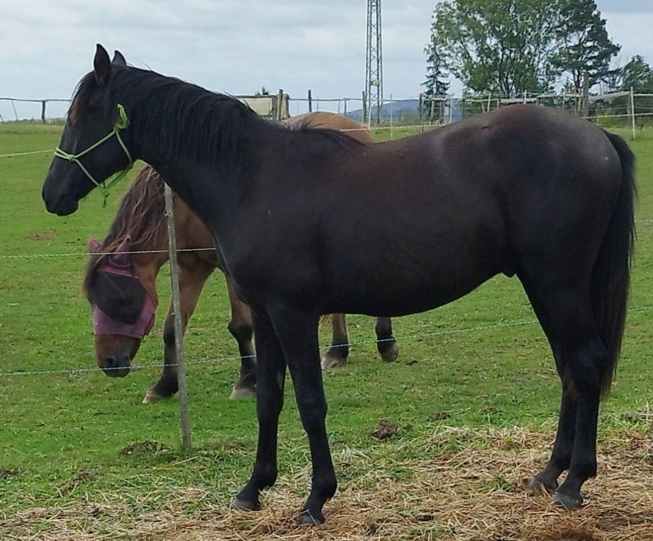 Lusitano x Welsh B - 3