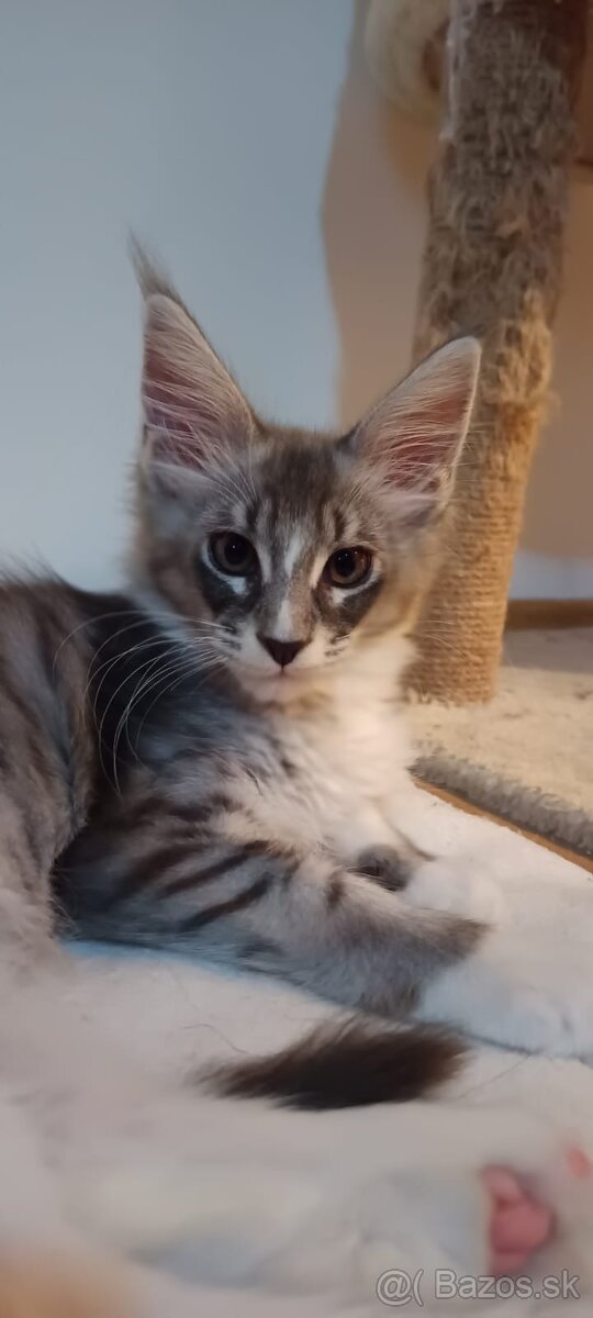 Mainská mývalia s PP - 3