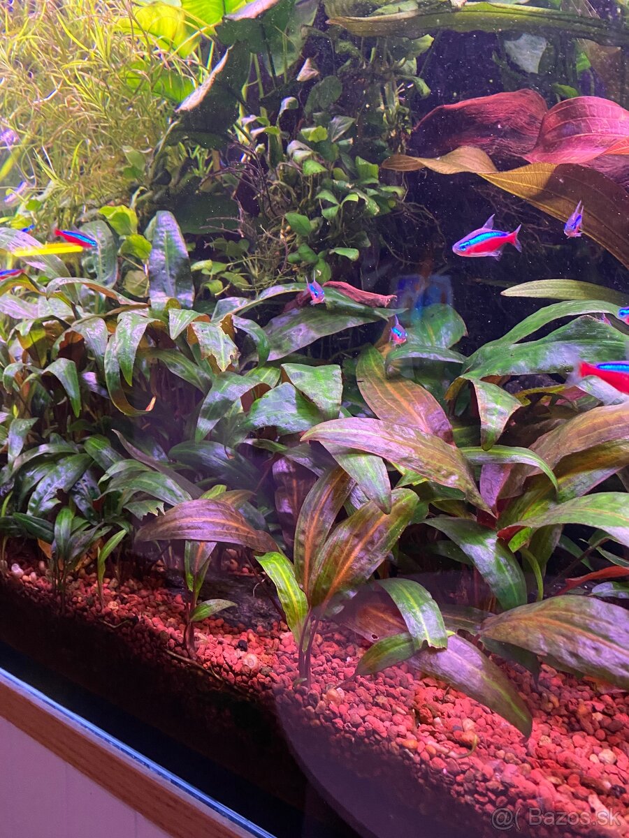 Cryptocoryne viridifolia - 3