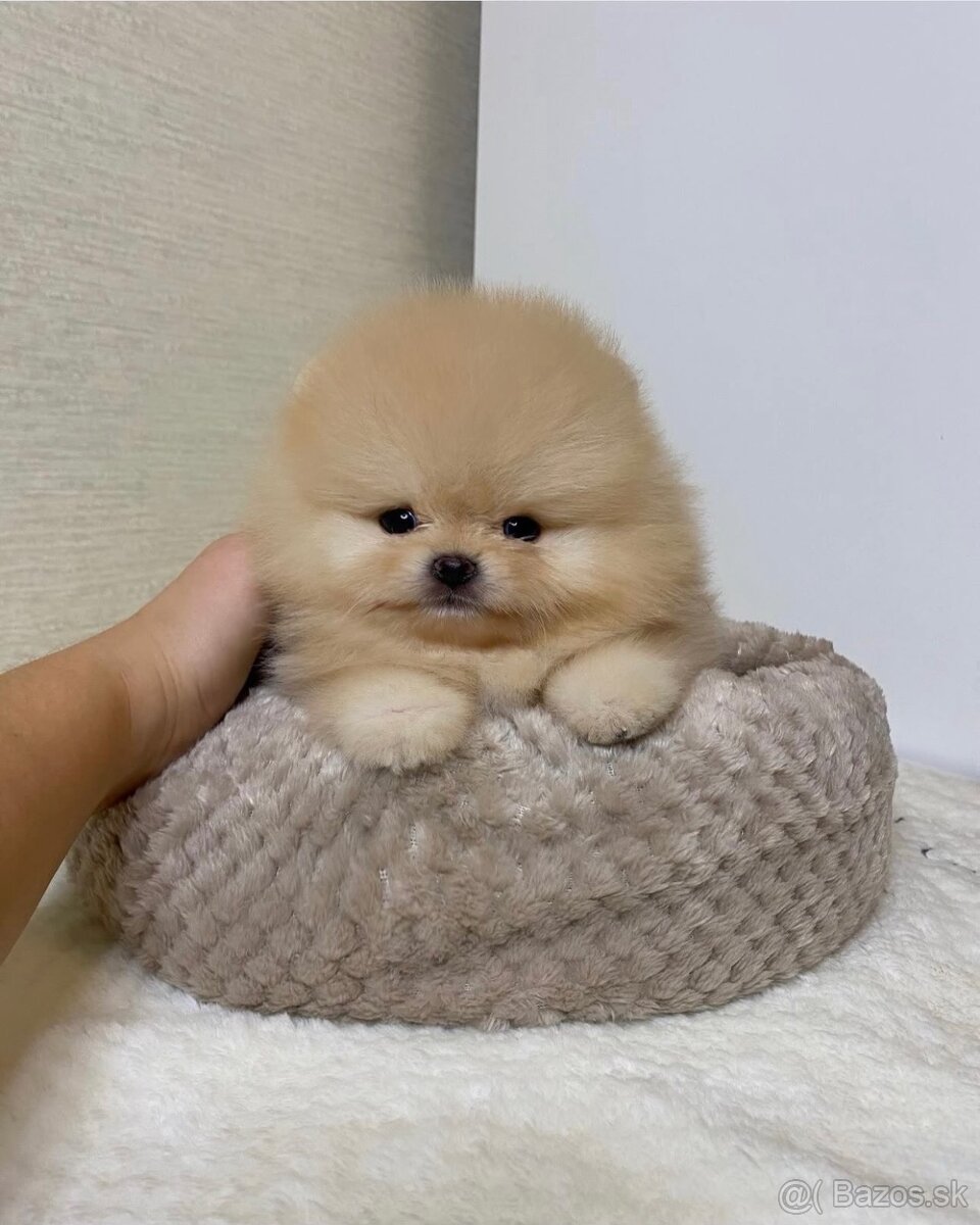 Pomeranian dievčatko - 3