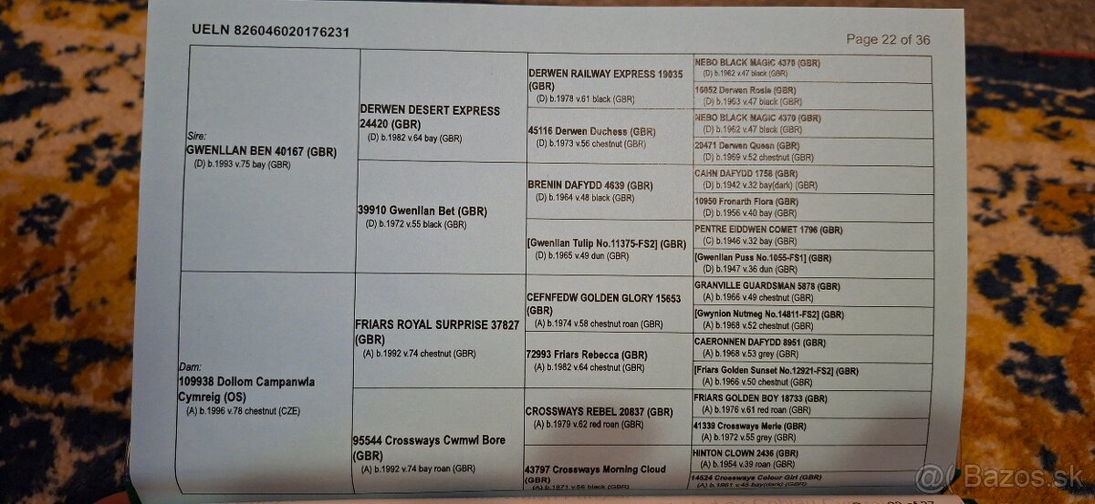 Šikovná drezurna welsh cob kobyla - 3