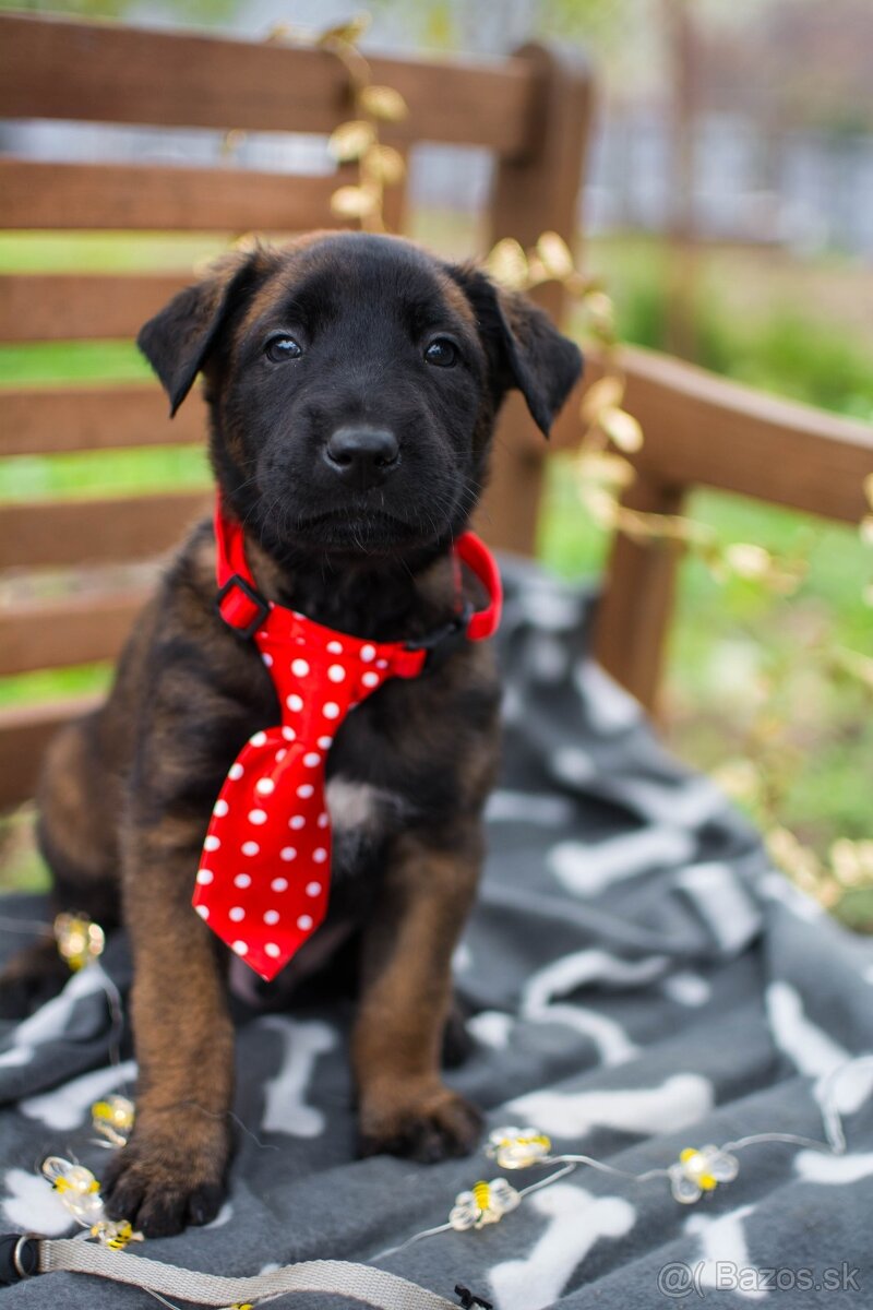 Šteniatka belgický ovčiak malinois s PP - 3