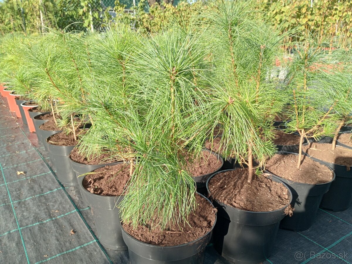 Borovica Rumelská - 3