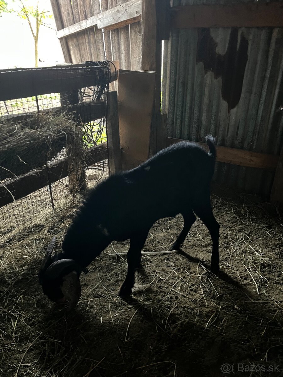 Predám anglonubíjskeho capa - 3