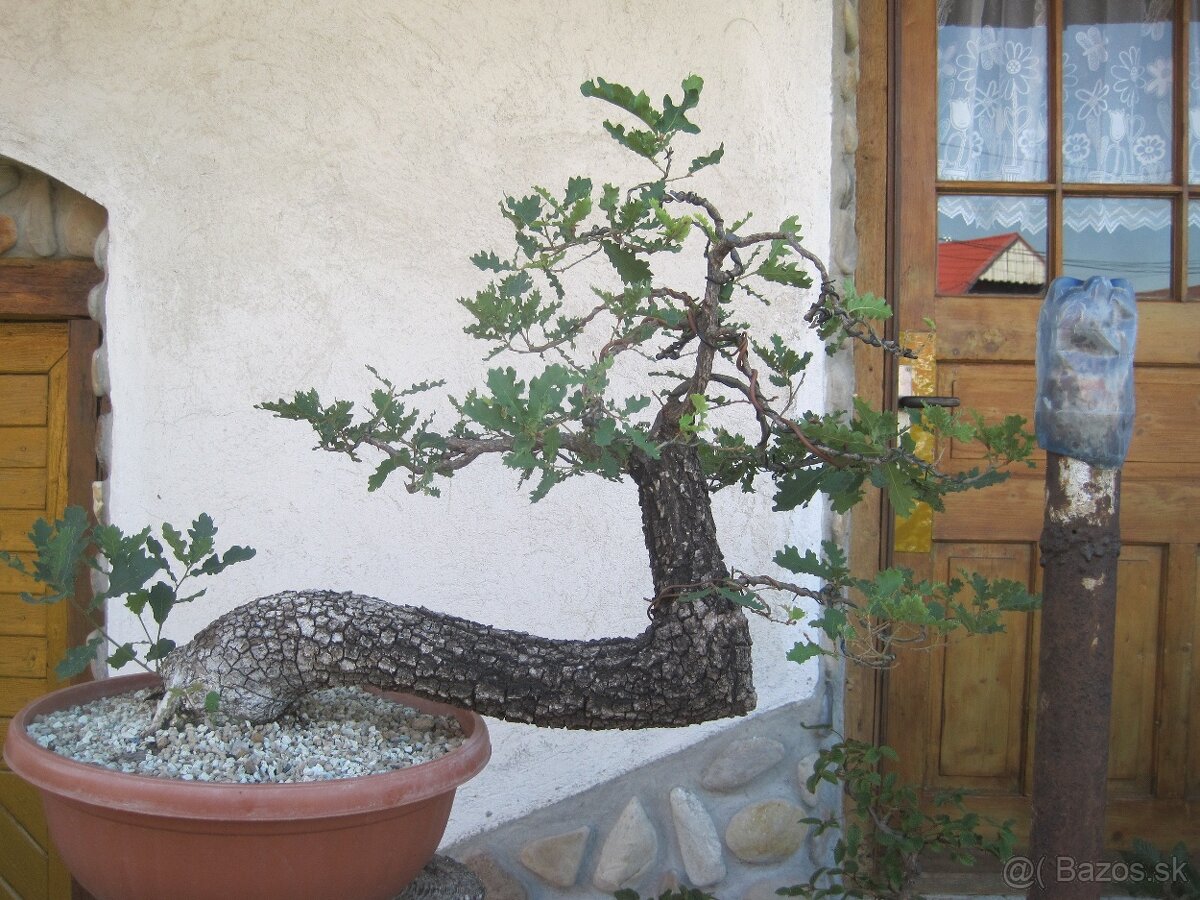 bonsai,bonsaj-DUB 10 - 3