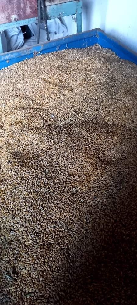 Predám pšenicu - 3