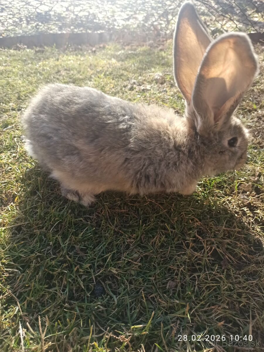 Mladé zajace BO - 3