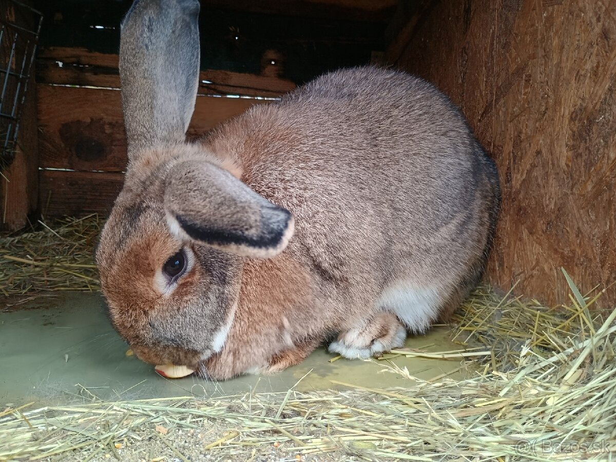 Králik, zajac, samica - 3