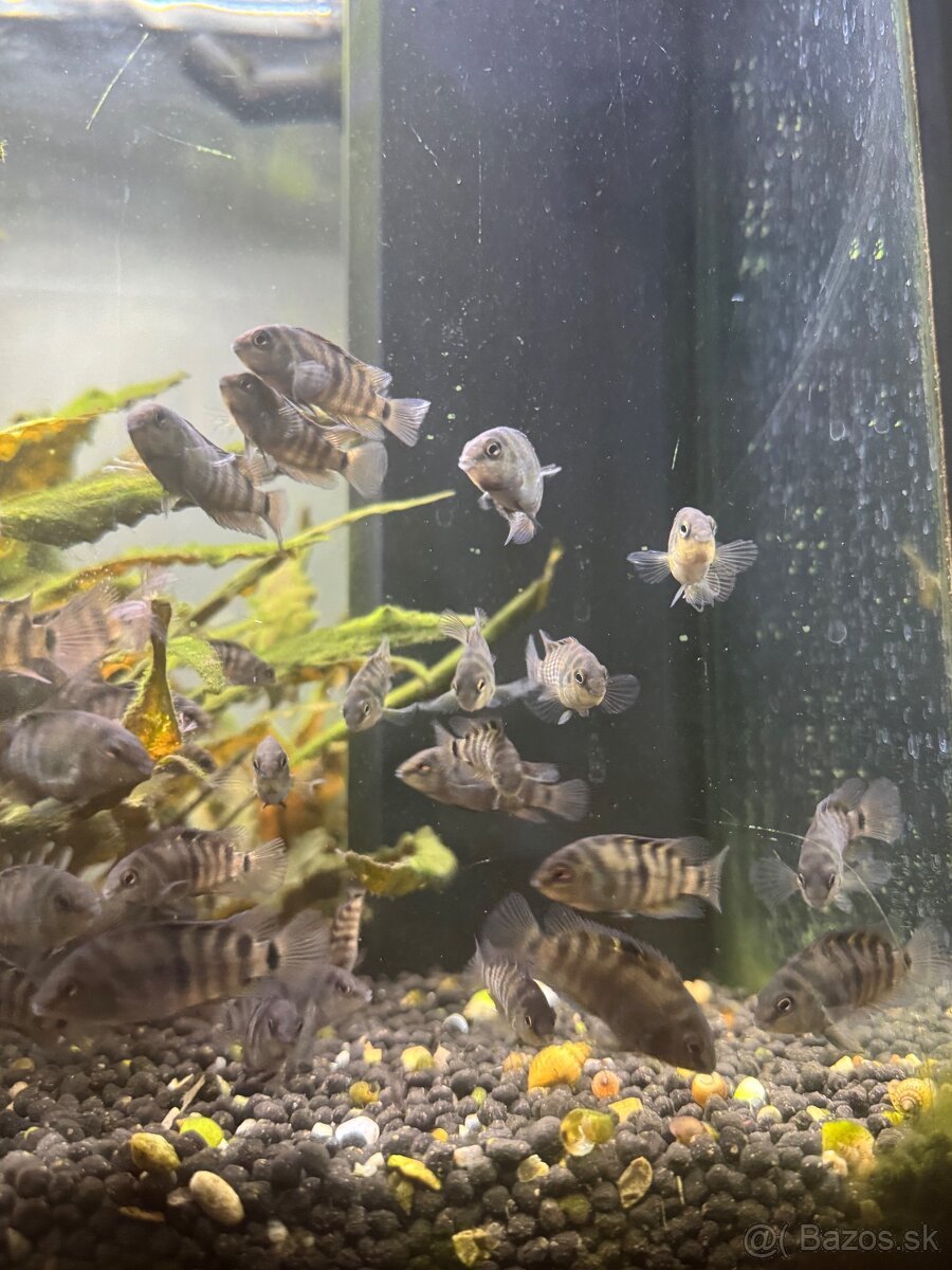 Amatitlania Nigrofasciata - 3