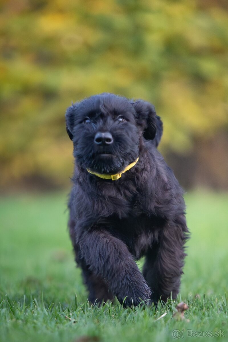 Knírač bradáč velký černý štěňátka s PP - 3