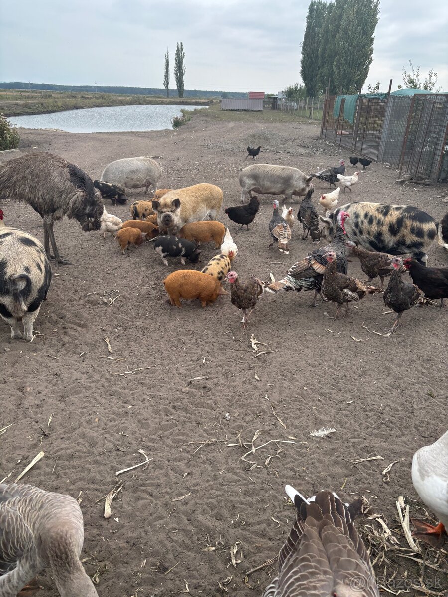 predam Kune Kune - 3