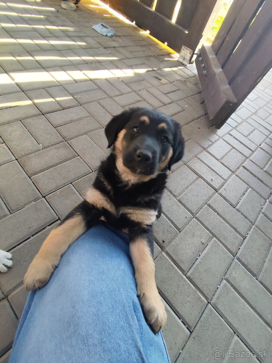 Darujem šteniatko - 3