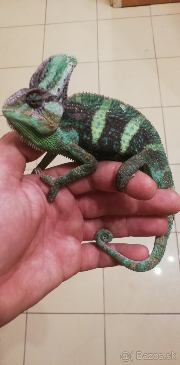 leguán , agama, chameleón , geókon - 3